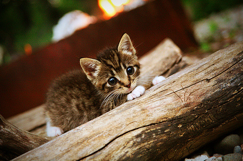 激情双响炮,F1新赛季揭幕战之夜与西亚卡姆生涯之夜的辉煌