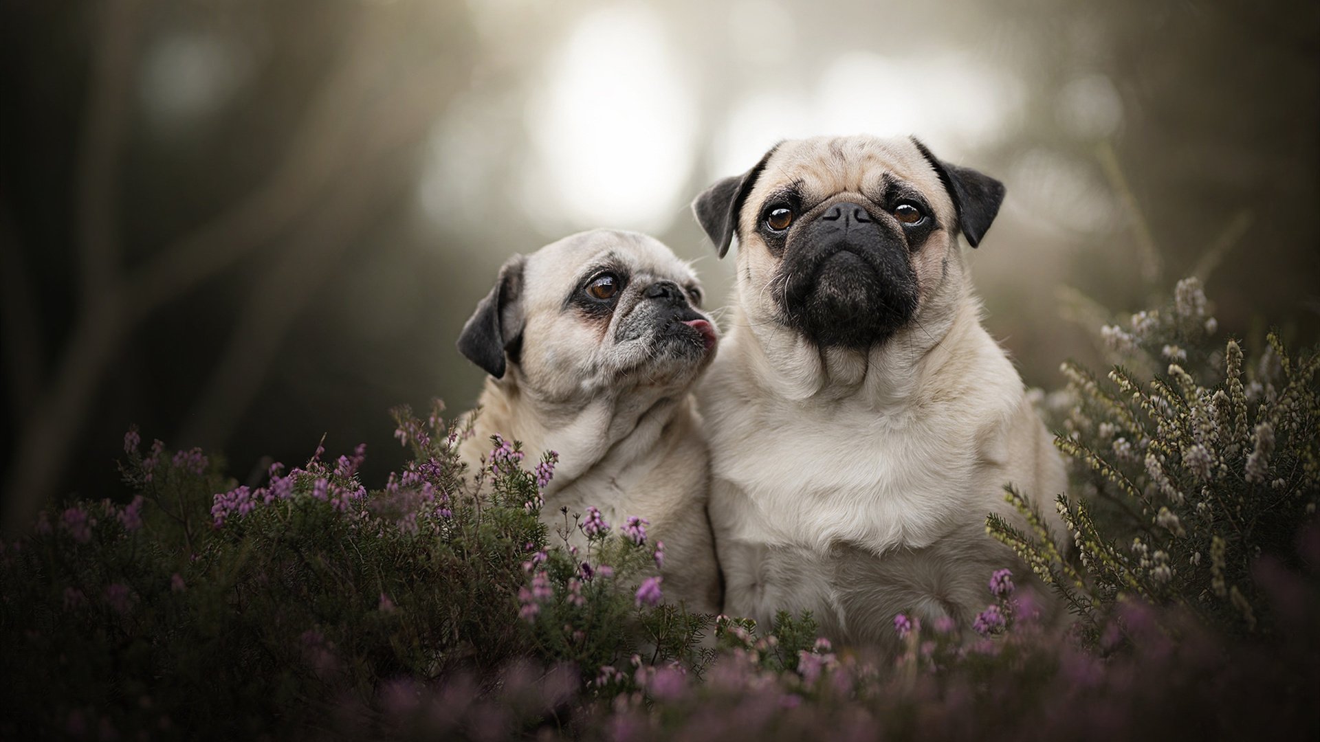 黑白直播-舞台越大，利拉德越强；浙江队轻取上海队展篮球多元魅力