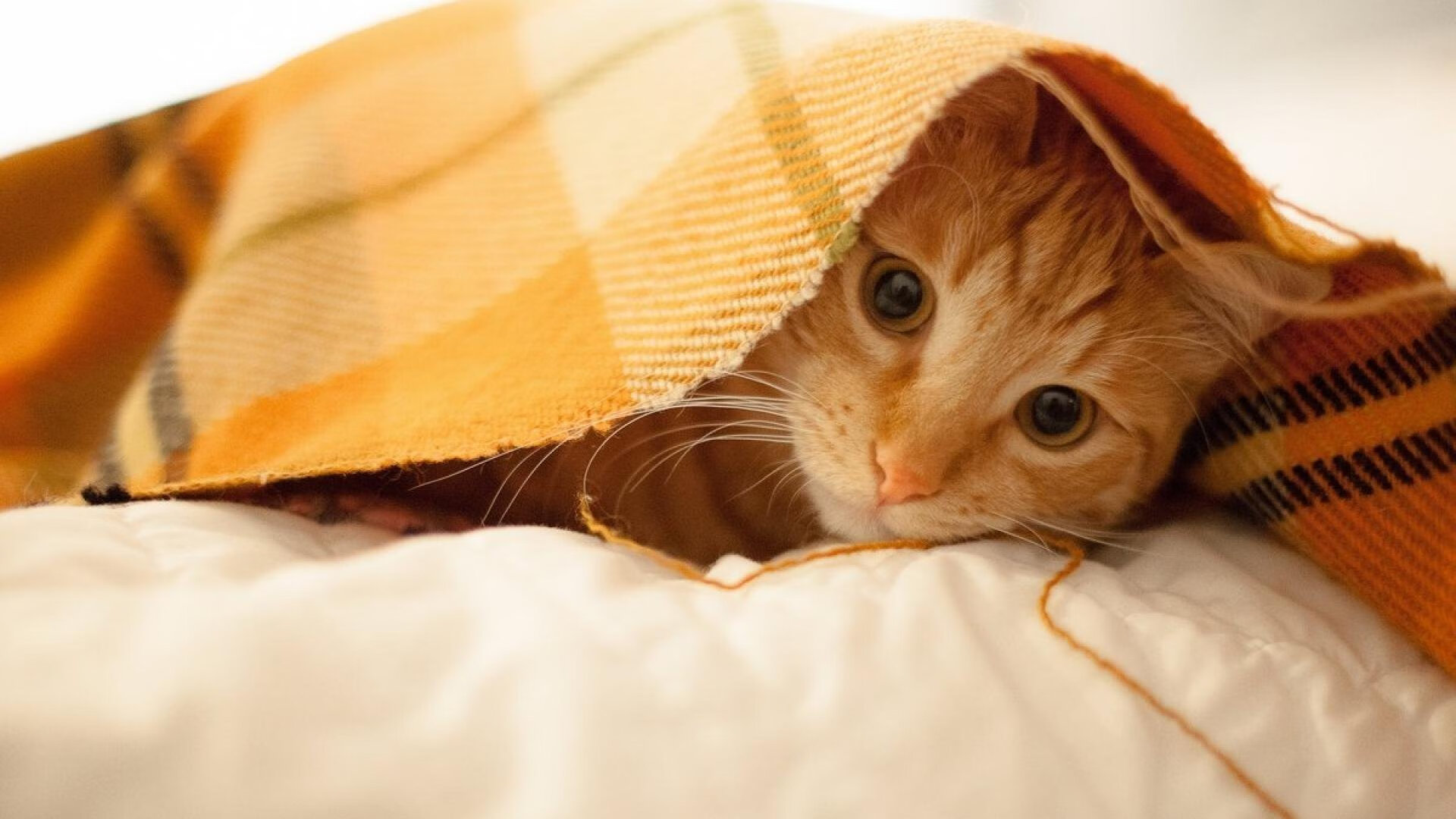 黑白直播免费体育直播-乌克兰横扫塞维利亚，厄德高的完美演出如何映照欧洲足球新地图