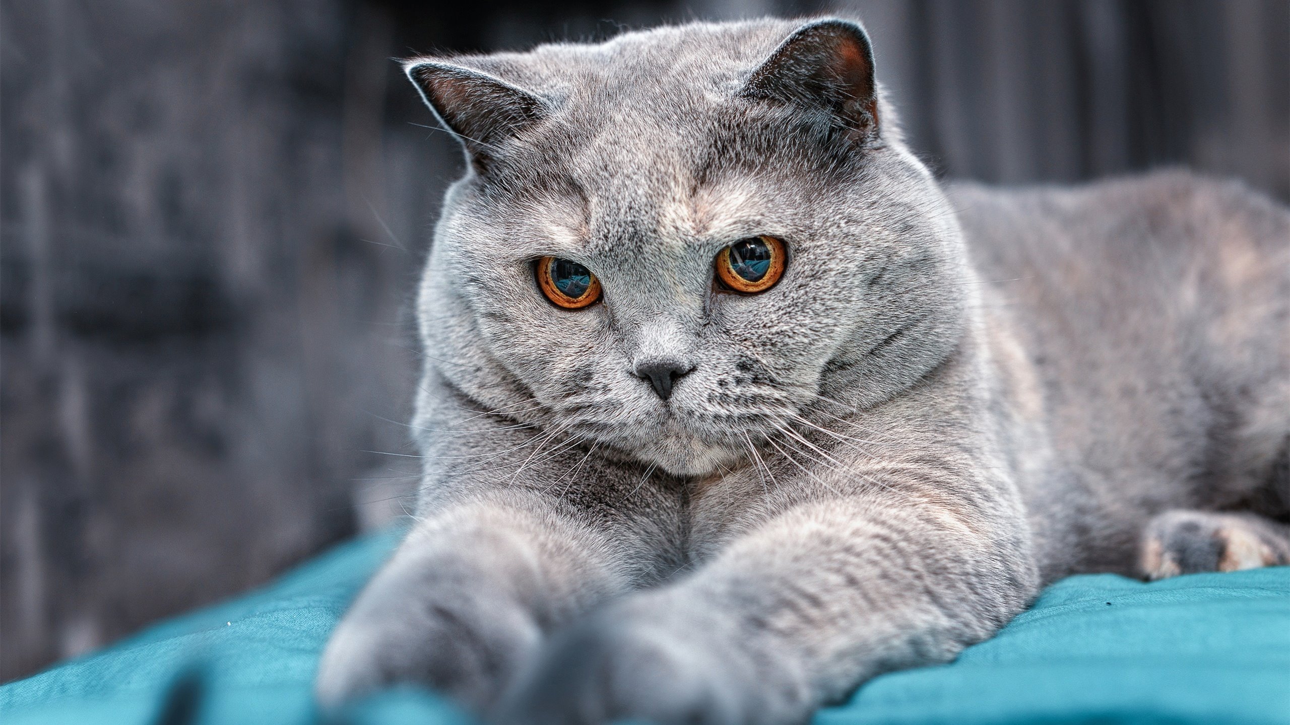 黑白直播-骑士的铁血秩序碾过开拓者的自由狂想,2026世界杯的战术寓言