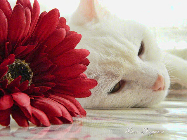 黑白直播-跨界辉煌,伊朗篮球胜摩纳哥的团队凯歌与巴尔韦德NBA总决赛的个人主宰