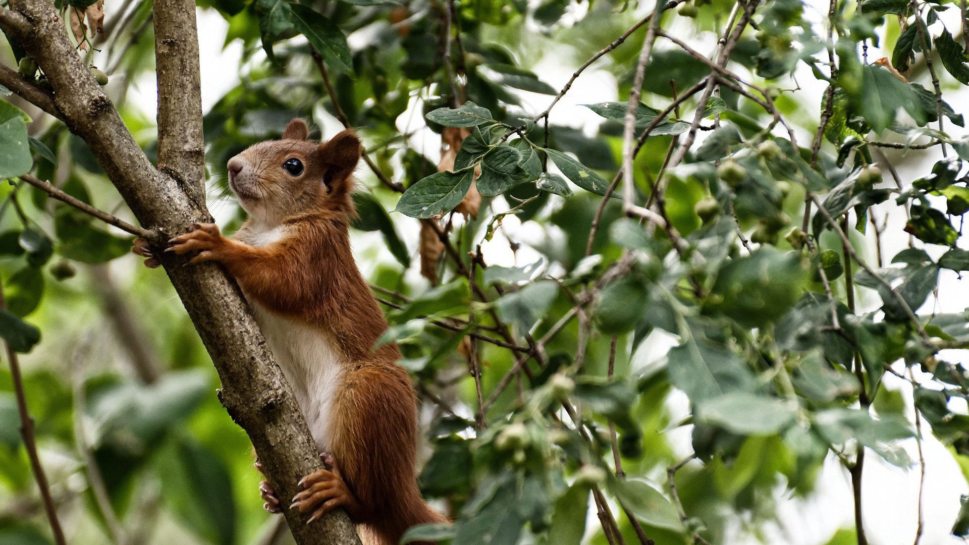 黑白直播在线观看-末节风暴!老鹰逆转雷霆,利拉德关键先生本色再现