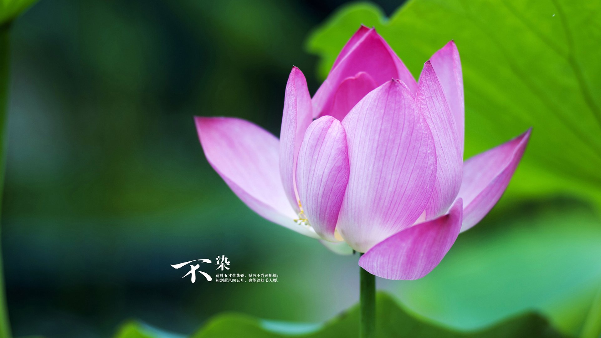 黑白直播在线观看nba-孙兴慜独掌风云,皇马对决里昂中的比赛主宰者