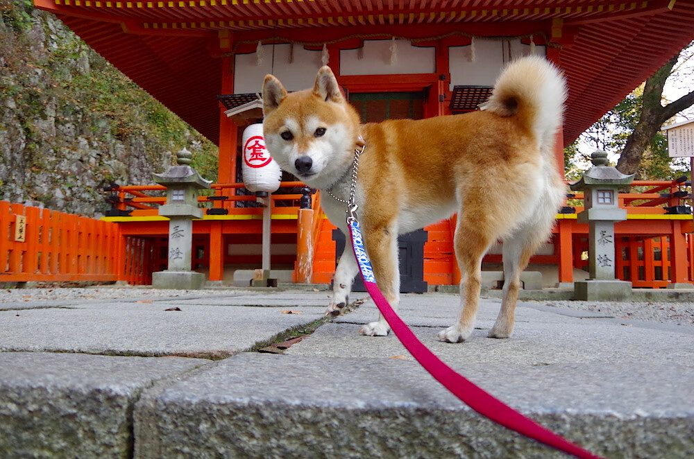 关键先生统治末节,塔图姆与爵士的不同决胜之道