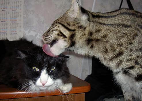 阿克百场里程碑闪耀，葡萄牙终结瑞士晋级之路