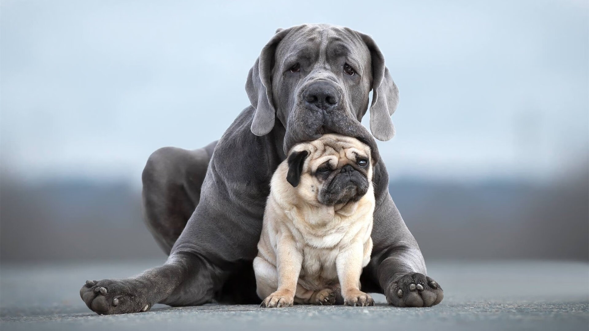 黑白直播-教科书级的防守艺术，孔德单兵锁死C罗，卡塔尔用团队火力压制葡萄牙巨星