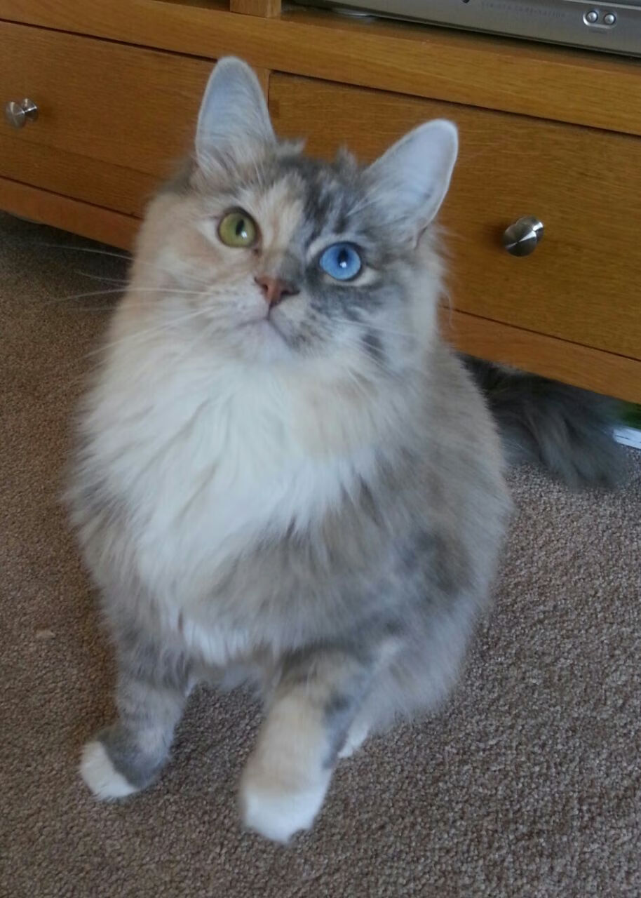 黑白直播-西决生死战之夜,跨界天神弗拉霍维奇如何惊艳四座?