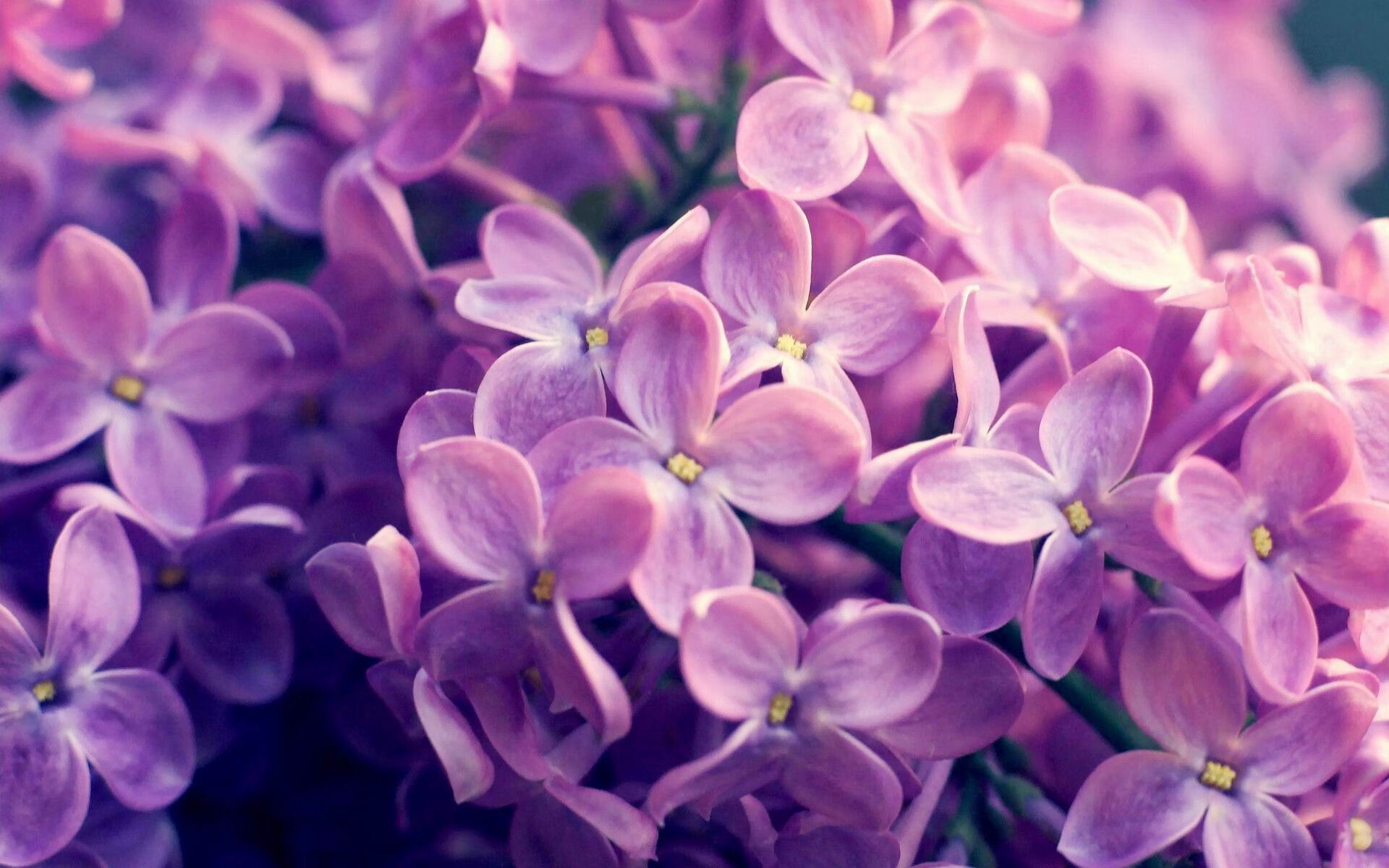 黑白直播免费体育直播-灰熊节奏艺术制胜黄蜂，东契奇关键先生闪耀赛场