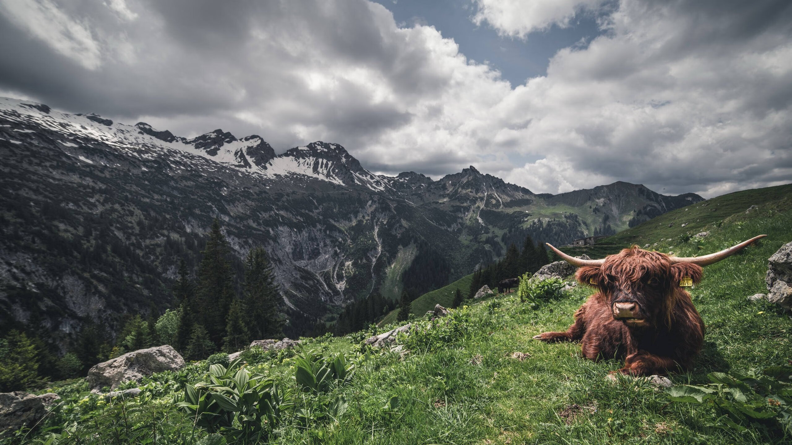 黑白直播-独秀照亮美墨大战，福登个人能力如何主宰绿茵棋局