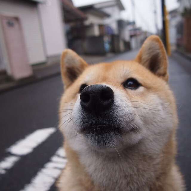 极速与博弈，从F1收官战到阿根廷洪都拉斯对决的胜负哲学