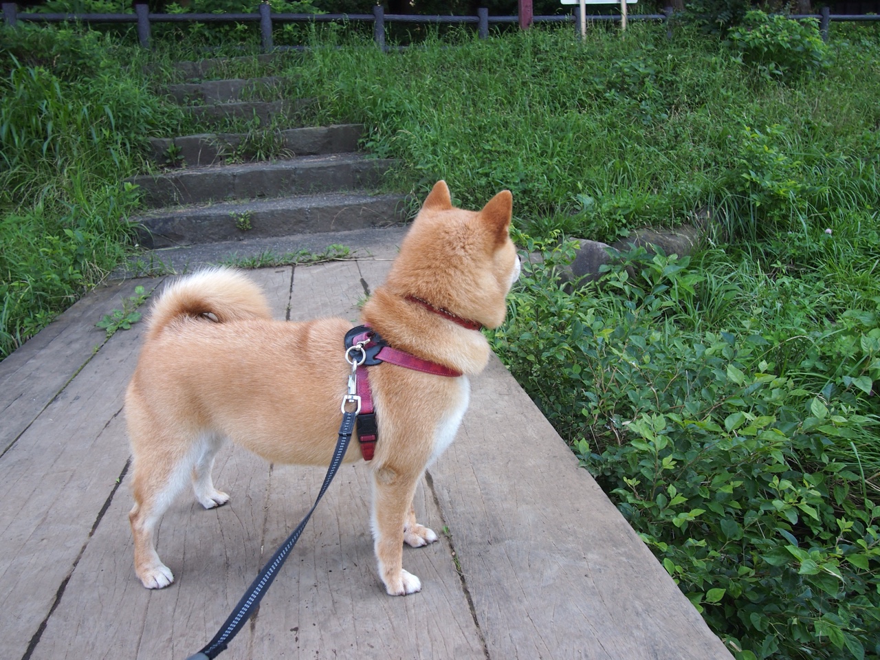 黑白直播在线观看nba-双线狂飙,萨内生涯之夜技惊四座,比利时鏖战险擒米兰