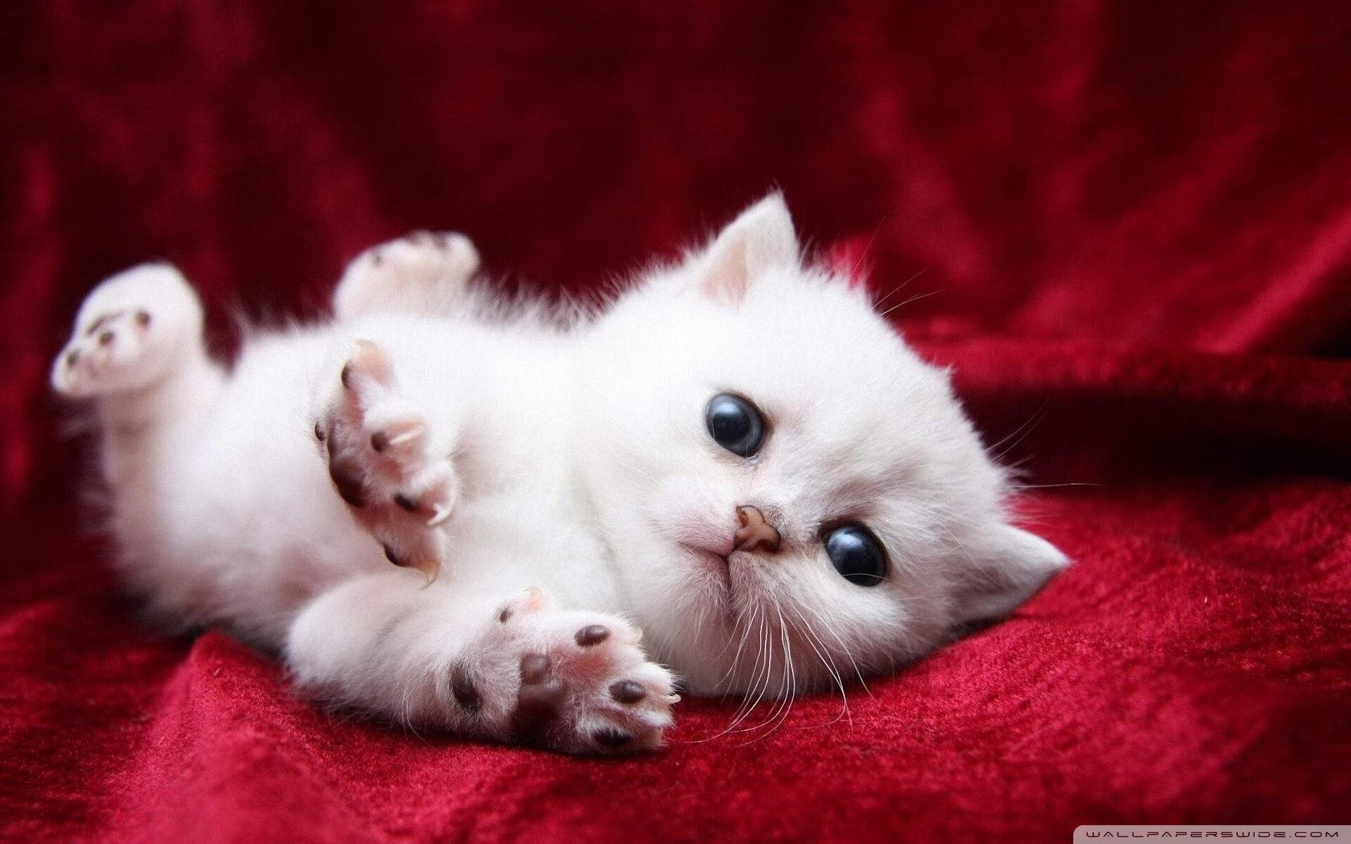 虚拟战场上的真实荣耀，突尼斯电竞国家队抢七战胜挪威夺冠记