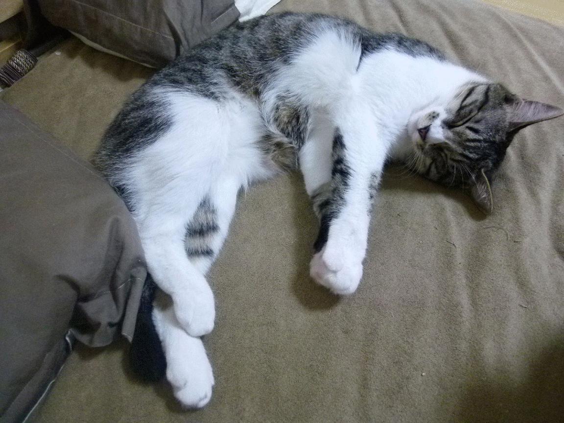 当安第斯雄鹰掠过梅阿查,秘鲁掀翻国际米兰背后的奥运周期启示