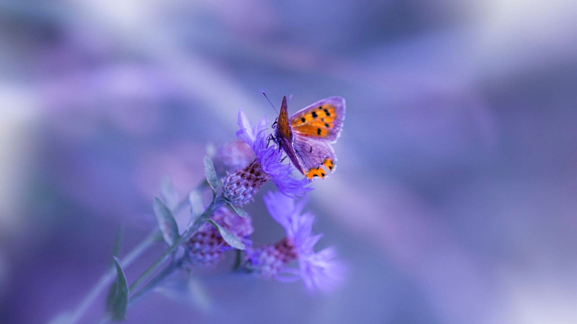 铁壁蓝军锁死绿衫军，格纳布里一箭定江山