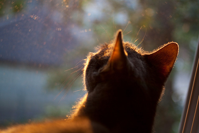 黑白直播体育-中场轴心，金玟哉如何定义利物浦对阵贝蒂斯的攻防转换