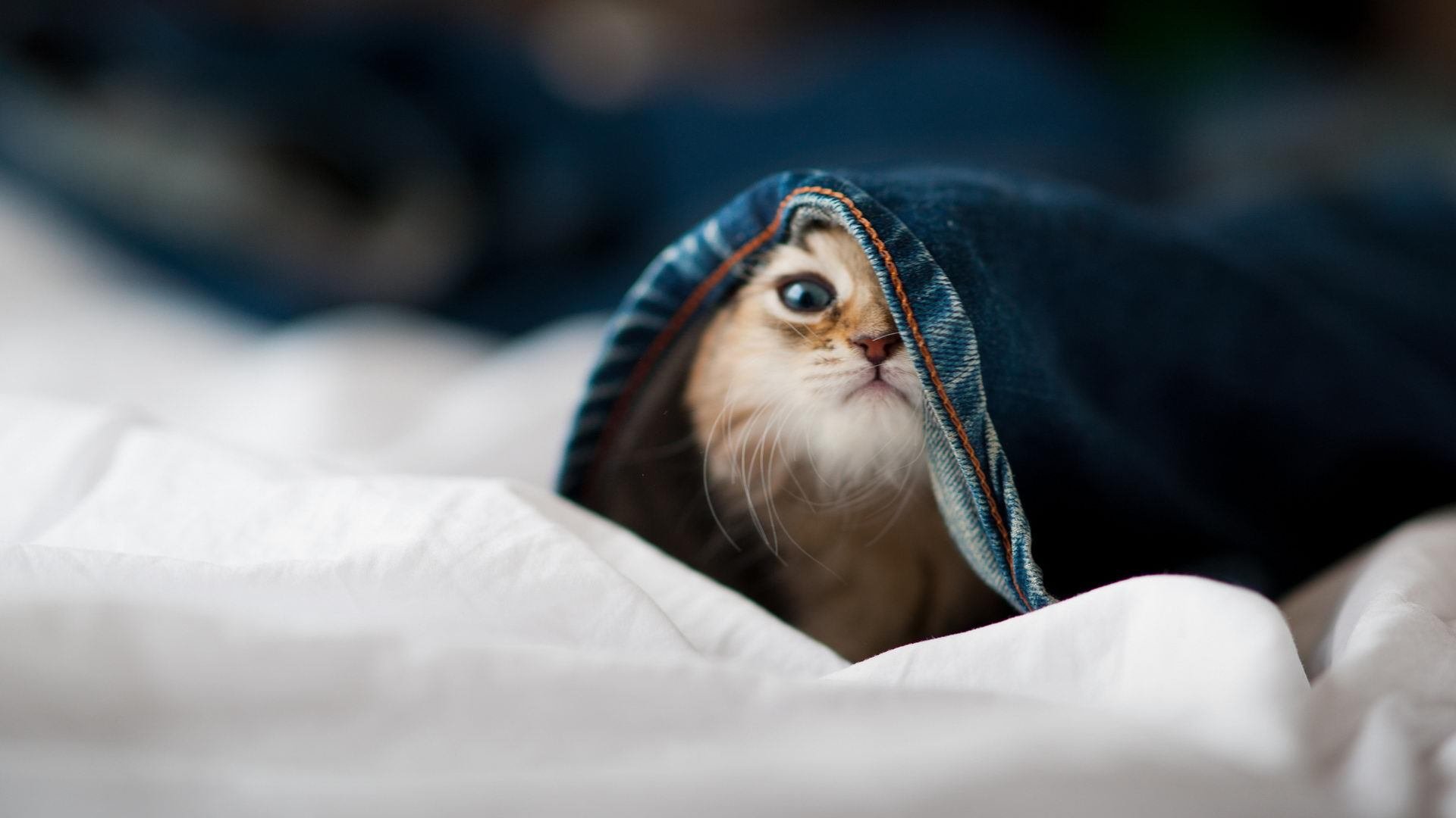 冰岛风暴冲垮苏格兰，弗拉霍维奇生涯之夜铸就足坛传奇