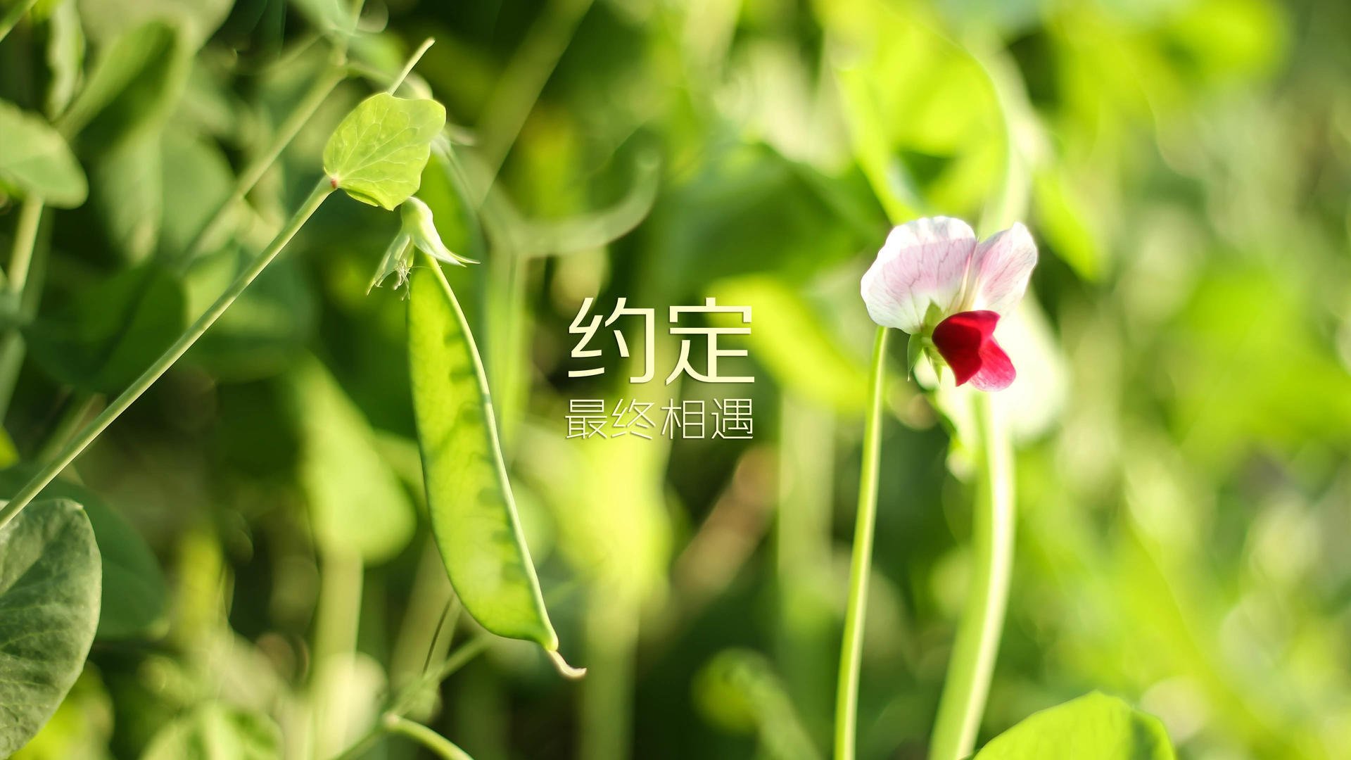 南美铁骑驯服日耳曼战车,努涅斯以节奏之名,谱写2026世界杯最冷门篇章