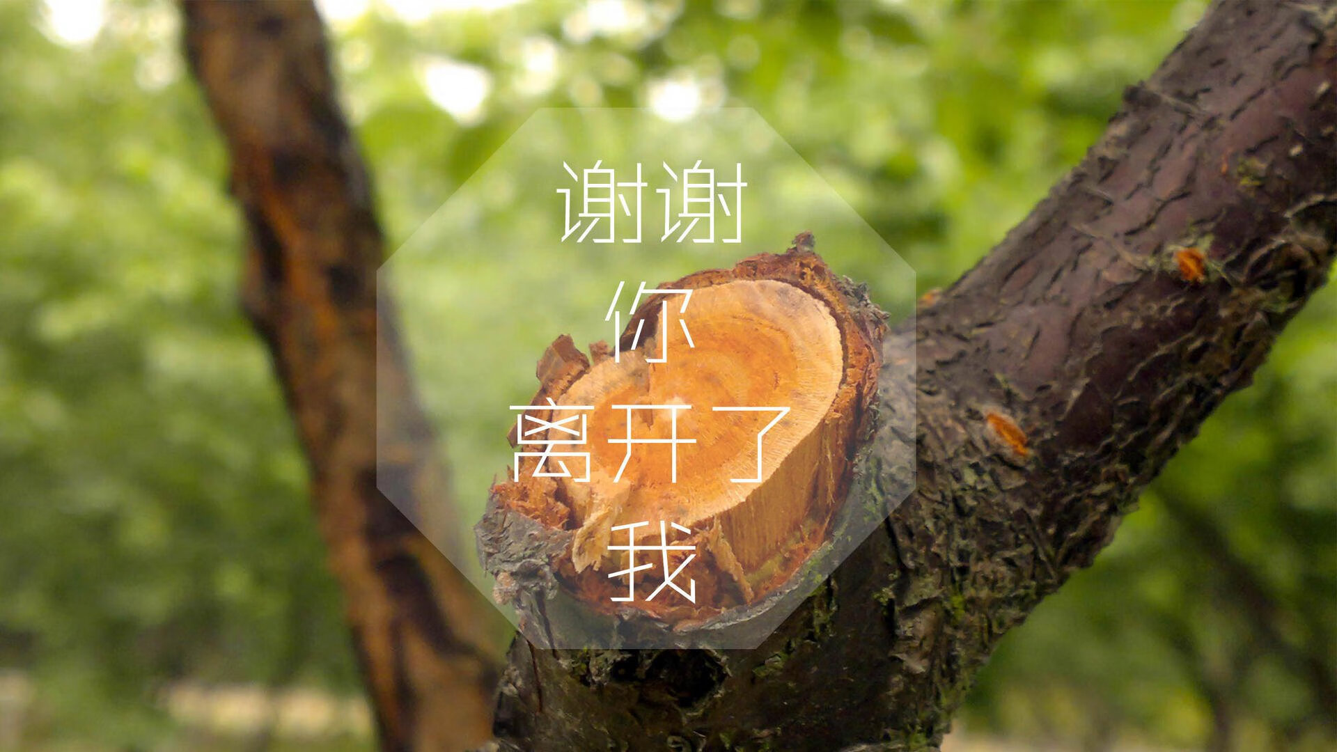 橙衣军团铁壁锁胜局，范戴克领航破韩流—2026世界杯D组关键战荷兰力克奥地利