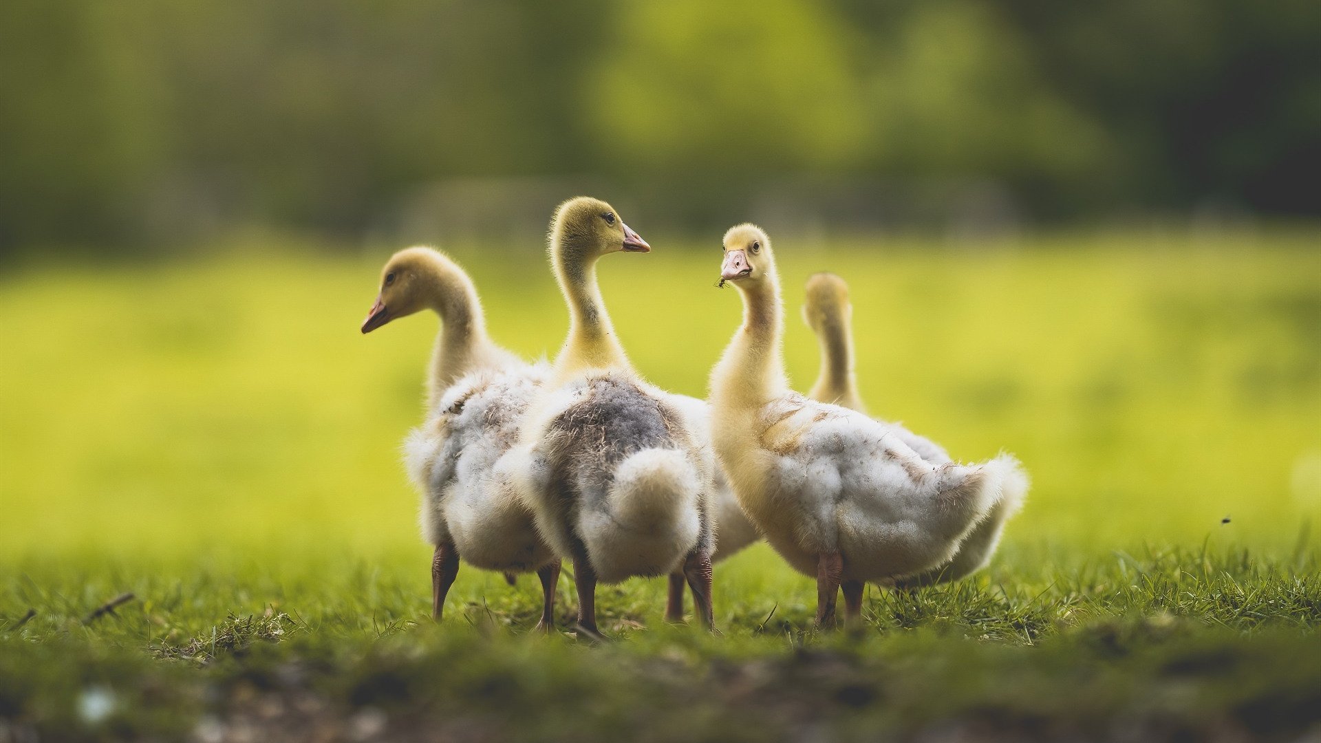 桑巴血性回归!巴西逆转突尼斯,阿诺德天神下凡主导2026世界杯揭幕焦点战